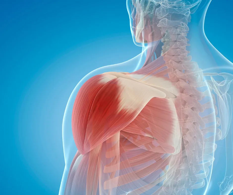 Trattamento specialistico della spalla presso Fisioe